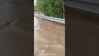 Koshi me pani aane se tabahi hua Bihar bahut sare jile shorts viral video [upl. by Prinz]