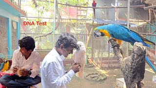 Before Breeding Test Your Parrots DNA [upl. by Joey57]