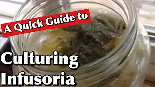 Culturing Infusoria A Quick Guide [upl. by Lyrac]