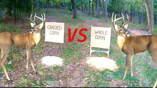 Trail Camera Cracked Corn vs Whole Corn What Do Deer Like Better [upl. by Aihsened]