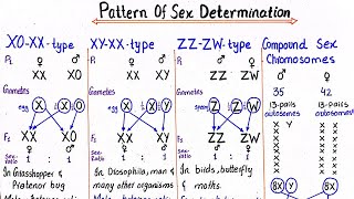 Patterns of sex determination  class 12 [upl. by Nylcaj]