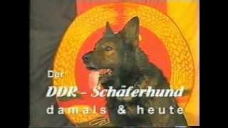 DDR Deutsche Schäferhund [upl. by Ynohtnad]