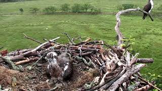 Glaslyn Ospreys Live Stream [upl. by Nnairak]