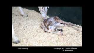 Rothschild Giraffe Birth at LEO ZCC [upl. by Massimo]