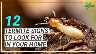 12 Signs You May Have Termites  Termite Signs to Look for in Your Home [upl. by Cherice]