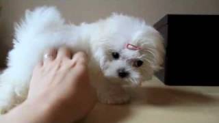 Teacup Maltese Puppy [upl. by Tremain679]