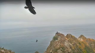 Three Fledgling Siblings Shine in the Sky🦅🦅🦅 West End Bald Eagle Cam Exploreorg 61424 [upl. by Egiap]