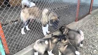 American akita puppies havin fun with their dad [upl. by Thurber]