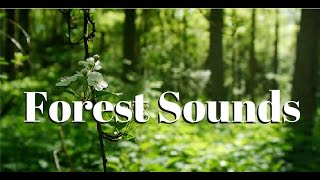 Nature sounds Meditation forest sounds of birds singing relaxation  4 minutes [upl. by Eralcyram512]