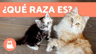 ¿Cómo saber la raza de tu gato  TODAS LAS RAZAS DE GATOS [upl. by Elmo]