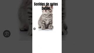 Sonidos de Gatos Bebes [upl. by Imac315]