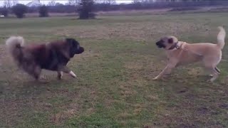 Caucasian ovcharka vs Kangal Shepperd [upl. by Larue631]