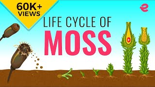 What is the Lifecycle of a Moss  Biology  Extraclasscom [upl. by Nwahsed]