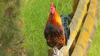 Jungle fowl rooster sound [upl. by Yemane]