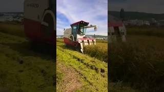 paddy harvester working video shorts yanmar harvester [upl. by Arsi]