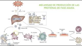 Proteínas de fase aguda [upl. by Elkin]