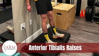 Anterior Tibialis Raises [upl. by Ocsicnarf]