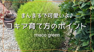 【育て方】コキアの育て方🌱ポイントまとめました🌱こぼれ種 [upl. by Ahsilem]