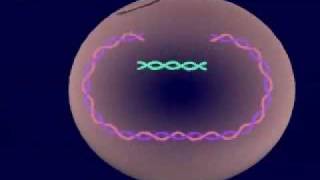 Virus Lysogenic amp Lytic Cycle [upl. by Icnarf]