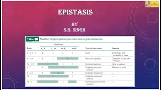 Epistasis part 1  Dominant epistasis and Recessive epistasis [upl. by Ettenot]