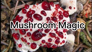 Mushrooms Pnw Magic [upl. by Alam]