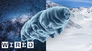 Why Scientists Are Stress Testing Tardigrades  WIRED [upl. by Lennon]