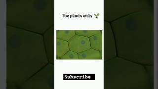 Plant cell and organelles biology botany onlinesclasses chemistry science virals shorts bmw [upl. by Zelten]