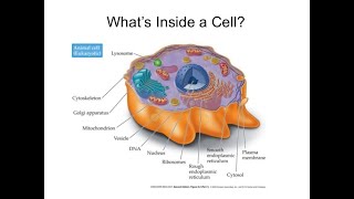 Organelles song quotcell cityquot [upl. by Akirat]