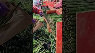 Thornless Rose Cutting As Root Stocks For Rose Tree Grafting farming plants flowers [upl. by Barker]