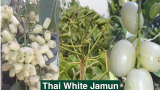 Thai White Jamun Farming  MONDAL NURSERY CONTACTS  9733735193 [upl. by Gasper915]