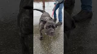 Bull mastiff 500 dog can bite 🫣bullmastiff protection dog [upl. by Hillard]