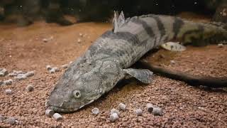 Bichir Polypterus Feeding Ornate Delhezi Ansorgii Weeksii Endlicheri quotTodziquot and more [upl. by Enyala]