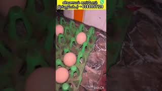 IncubatorReelsManufacturingTrending Agriculture Vivasayam tamilreelstrending [upl. by Sassan]