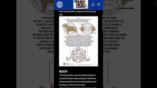 ABKC American Bully Breed Written Standards [upl. by Hanah98]