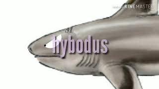 Stethacanthus vs hybodus [upl. by Arlynne]