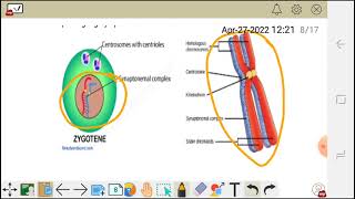 Cell division meiosis 1 prophase Ileptotene Zygotenepachytene diplotene and diakinesis [upl. by Ybba864]