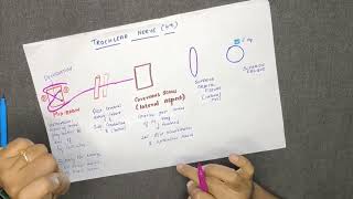 TROCHLEAR NERVECRANIAL NERVE IV  COURSE AND DISTRIBUTION DIAGRAM IN TAMIL [upl. by Ginelle586]