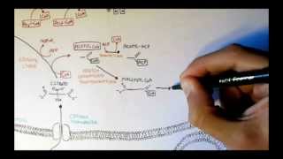 Human Metabolism Map V  Fatty Acid Synthesis [upl. by Oetomit128]