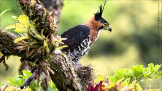 Ornate HawkEagle Call [upl. by Crissy]