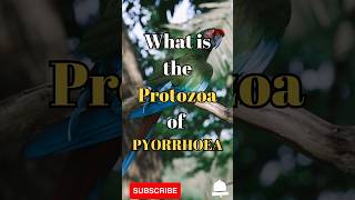 What is the Protozoa of Pyorrhoea shorts facts biology [upl. by Orvah]