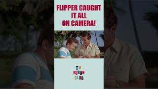 Flipper exposes the real thief 🐬 TVRerunClub Flipper Adventure [upl. by Okire]