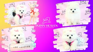 Tiny White Pomeranian Teacup  Puppy Heaven [upl. by Attenra]