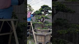 超大型盆栽整理maintenancepruning for podocarpus Podocarpus 晶鑽羅漢松 [upl. by Inotna]