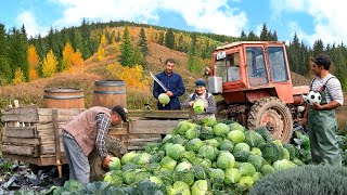 Homemade Pickled Cabbage A Traditional Recipe [upl. by Adel315]