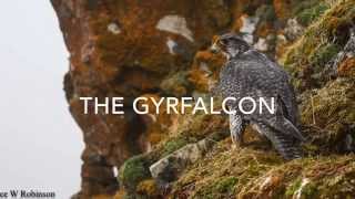 Gyrfalcon Conservation Alaska  The Peregrine Fund [upl. by Lorn490]