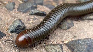 One giant millipede Running in Forest [upl. by Saber]