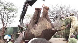 KWS Commences Translocation Of Elephants From Embu To Aberdares [upl. by Mundy]