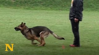 Dog Trainer Has An Incredible Bond With His German Shepherd [upl. by Jobyna]