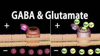 Neuroscience Basics GABA and Glutamate Animation [upl. by Cathe]