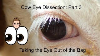 Cow Eye Dissection Part 3 Taking the Eye Out of the Bag anatomy and physiology lesson [upl. by Gannie]